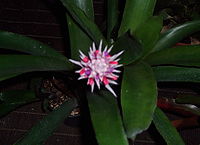 Aechmea dealbata