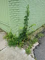 Plant at alley corner at Gregson St in Durham, North Carolina. (15 Alley?)