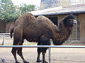 Camel (Camelus bactrianus)