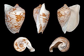 Cymbiola nobilis (Noble Volute), shell