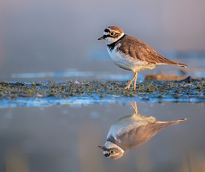 'n Kleinringnekstrandkiewiet (Charadrius dubius) op soek na kos in Roermond, Nederland.