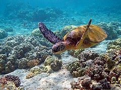 Зелена черепаха (Chelonia mydas)