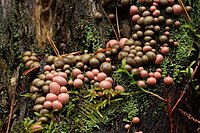 Vruchtlichamen van de bloedweizwam (Lycogala epidendrum)