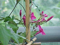 Ipomoea horsfalliae