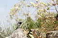 Pied wagtail, ਬੁਕਾਨ, ਇਰਾਨ