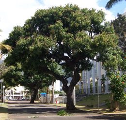 Mangófa (Mangifera indica)