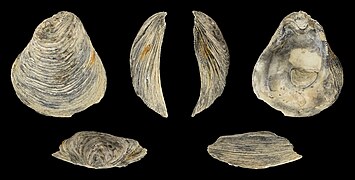 Ostrea edulis (European Flat Oyste), fossil right valve