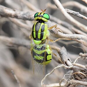 Groen verfdrupje Oxycera trilineata