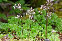 Saxifraga spathularis