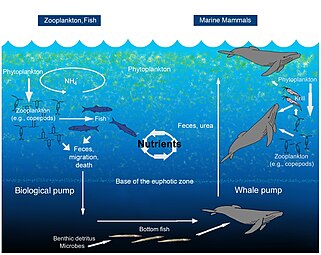 The oceanic whale pump showing how whales cycle nutrients through the ocean water column