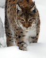 Lynx in the Nationalpark Bavarian Forest, Germany (Tierfreigehege)