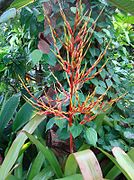 Aechmea blanchetiana