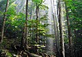 Image 23Old-growth European beech forest in Biogradska Gora National Park, Montenegro (from Old-growth forest)