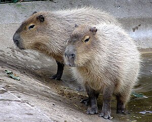 Υδρόχοιρος ο υδροχαρής (Hydrochoerus hydrochaeris). Το καπιμπάρα είναι το μεγαλύτερο τρωκτικό που υπάρχει.