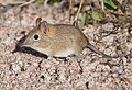 Deutsch: Rüsselspringer Macroscelididae (cat.)