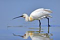 Devkevçî (Platalea leucorodia)