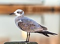 Image 51First winter laughing gull in Riverhead, New York