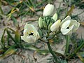 Ornithogalum arabicum