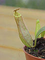 Nepenthes gracilis