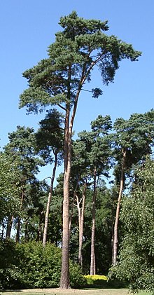 Harilik mänd (Pinus sylvestris)