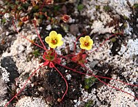 Saxifraga platysepala