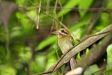 Tody Motmot 2495428627.jpg