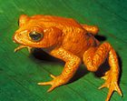 The species Bufo periglenes (Golden Toad) was last reported in 1989