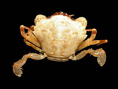 Liocarcinus pusillus (Dwarf swimming crab)