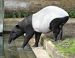 Tapirus indicus