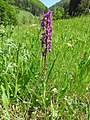 Orchis mascula Germany - Simonswald-Haslach