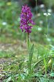 Orchis mascula Pyrénées-Atlantiques