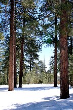 Mogollon Rim near Strawberry, Gila Co., Arizona.