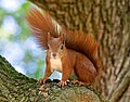 Image 34Red squirrel in Lazienki Park