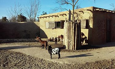 Dogondorp met geiten in Serenga