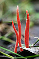 Clavaria miniata (flame fungus)