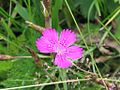 Šilinis gvazdikas (Dianthus deltoides)