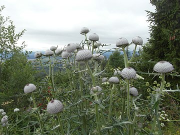 Thistles