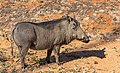 10 Facocero común (Phacochoerus africanus), parque nacional de Zambeze, Zimbabue, 2018-07-28, DD 01 uploaded by Poco a poco, nominated by Poco a poco