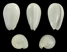 Gibberula asellina, shell