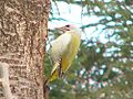 Picchio cenerino (Picus canus)