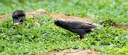 Great myna, Phu Quốc, Vietnam