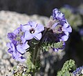 Sky pilot (P eximium) flower closeup