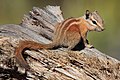 Hopi Chipmunk