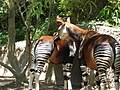 Okapi