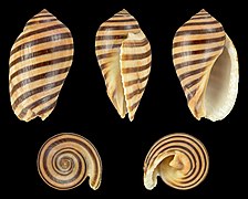 Vexilla vexillum, des Muricidae