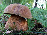 Boletus luridus 3