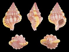 Gyrineum roseum, shell