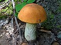 Leccinum aurantiacum