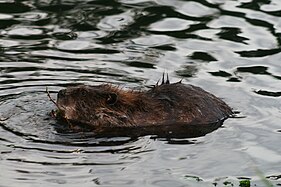 Beaver