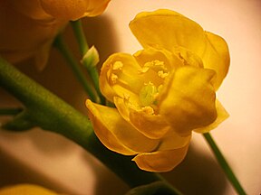 Close-up of flower